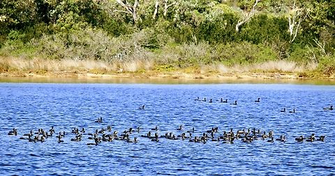 Little black cormorants- Phalacrocorax sulcirostris  Australia,Eamw birds,Geotagged,Phalacrocorax sulcirostris,Winter,little black cormorant
