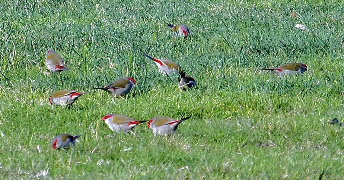 Red-browned finches - Neochmia temporalis Feeding on a lawn area on a rural property. Australia,Eamw birds,Geotagged,Neochmia temporalis,Red-browed finch,Winter