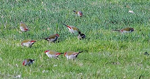 Red-browned finches - Neochmia temporalis Feeding on a lawn area on a rural property. Australia,Eamw birds,Geotagged,Neochmia temporalis,Red-browed finch,Winter