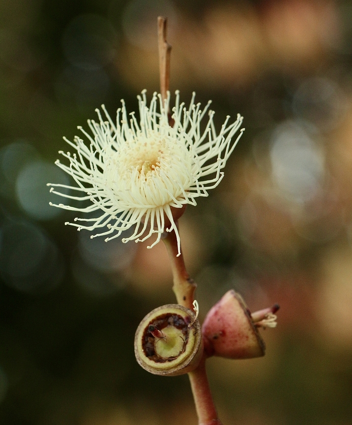 Eucalyptus flower unidentified  Australia,Eamw eucalyptus,Eamw flora,Geotagged,Winter