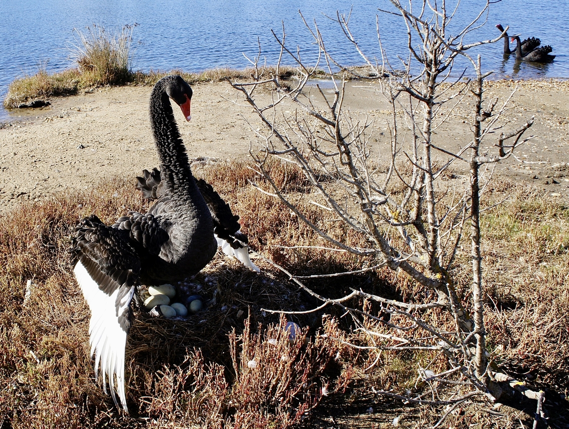 Black Swan - Cygnus atratus Protecting it&rsquo;s nest with eggs               Australia,Black Swan,Cygnus atratus,Eamw birds,Geotagged,Winter