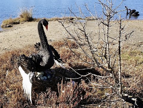 Black Swan - Cygnus atratus Protecting it’s nest with eggs               Australia,Black Swan,Cygnus atratus,Eamw birds,Geotagged,Winter