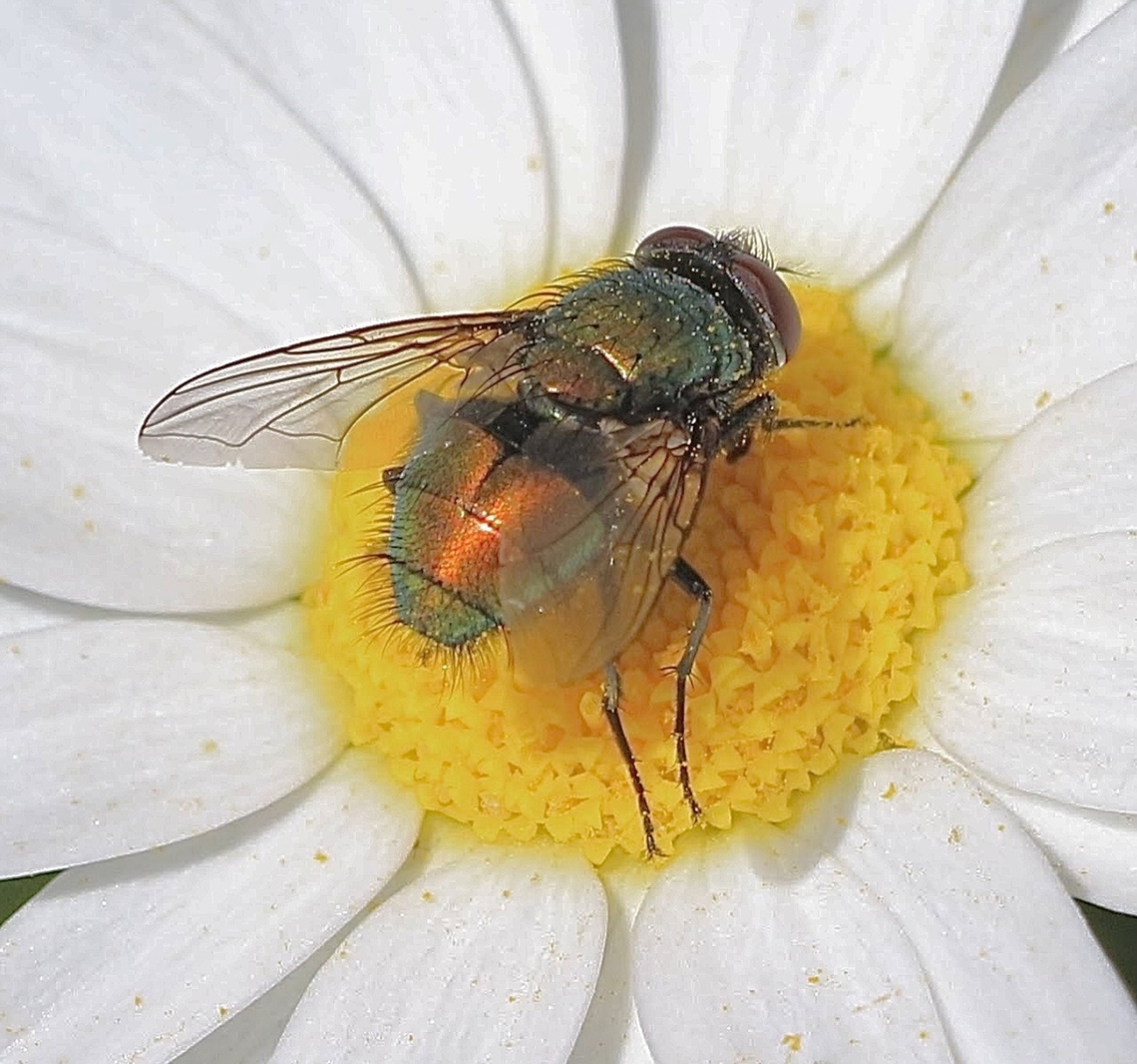 Blue bottle fly genus - Lucilia  Australia,Geotagged,Spring,eamw flies
