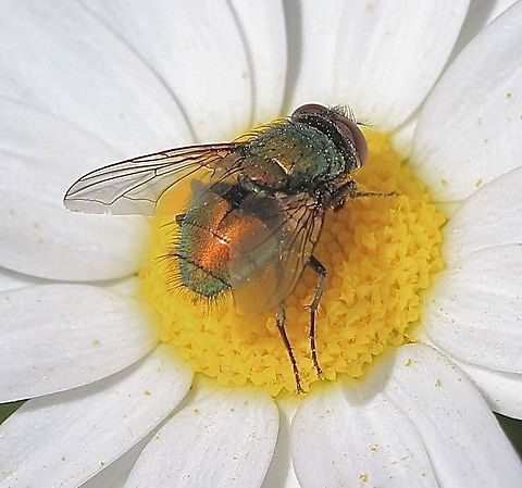 Blue bottle fly genus - Lucilia  Australia,Geotagged,Spring,eamw flies