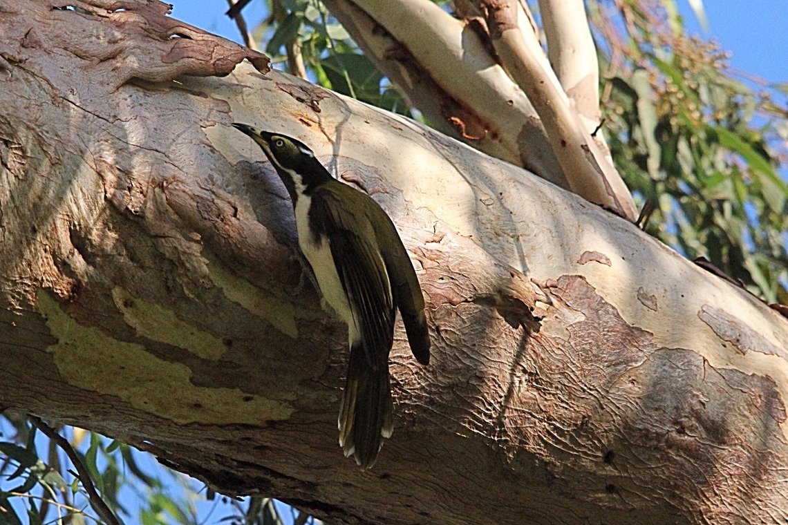 Blue-faced Honeyeater - Entomyzon cyanotis Searching for insects under tree bark. Australia,Blue-faced Honeyeater,Eamw birds,Eamw honeyeaters,Entomyzon cyanotis,Geotagged
