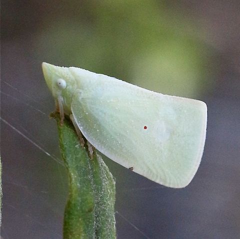 Mango Planthopper - Colgaroides acuminata  Australia,Colgaroides acuminata,Geotagged,Mango Planthopper,Spring,eamw planthoppers