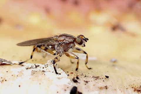 Tapeigaster annulipes  Australia,Eamw flies,Fall,Geotagged,Heleomyzidae,Tapeigaster annulipes