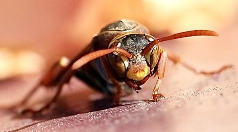 Australian Paper Wasp - Polistes humilis  Australia,Australian Paper Wasp,Eamw wasps,Geotagged,Polistes humilis