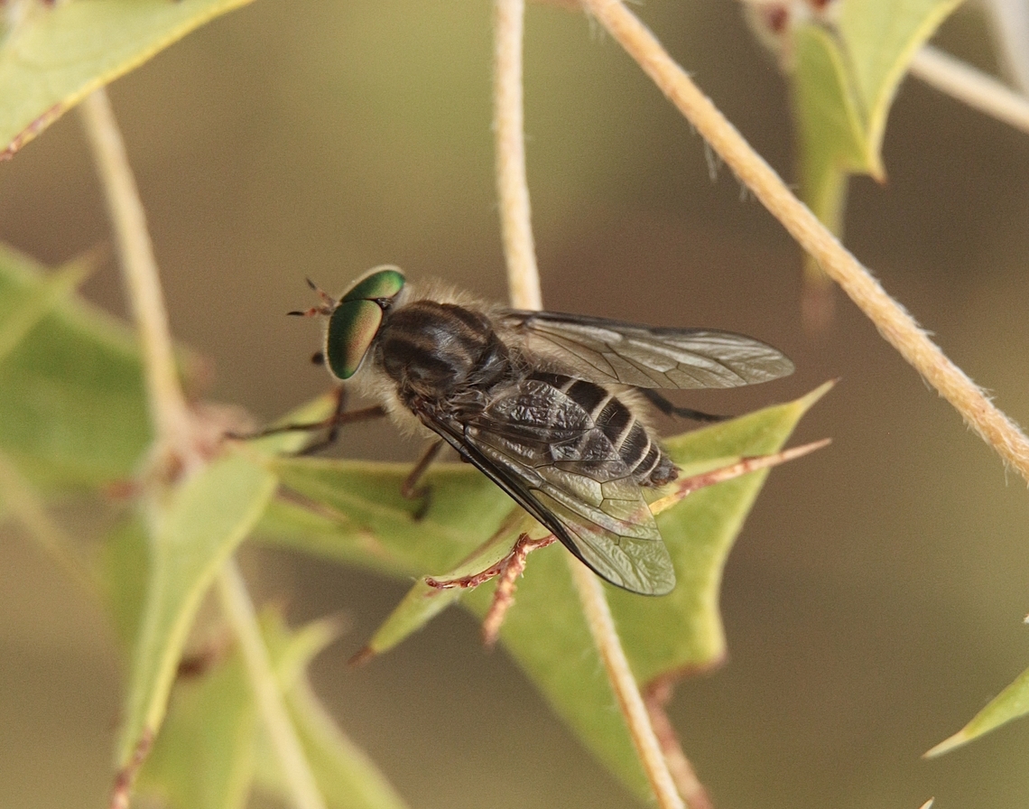 Common March Fly - Tabanus australicus  Australia,Eamw flies,Geotagged,Summer,Tabanus australicus