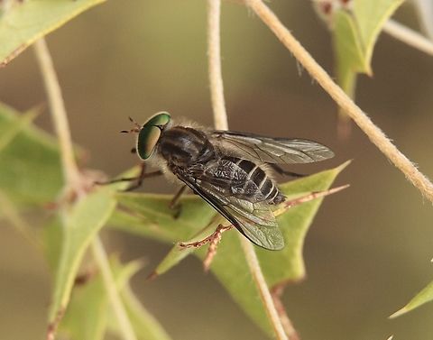 Common March Fly - Tabanus australicus  Australia,Eamw flies,Geotagged,Summer,Tabanus australicus