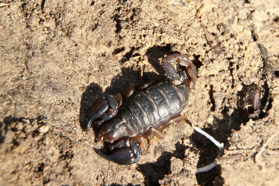 Black rock scorpion - Urodacus manicatus Approximately 6 cm long including the tail. Australia,Black rock scorpion,Eamw scorpions,Geotagged,Urodacus manicatus,Winter