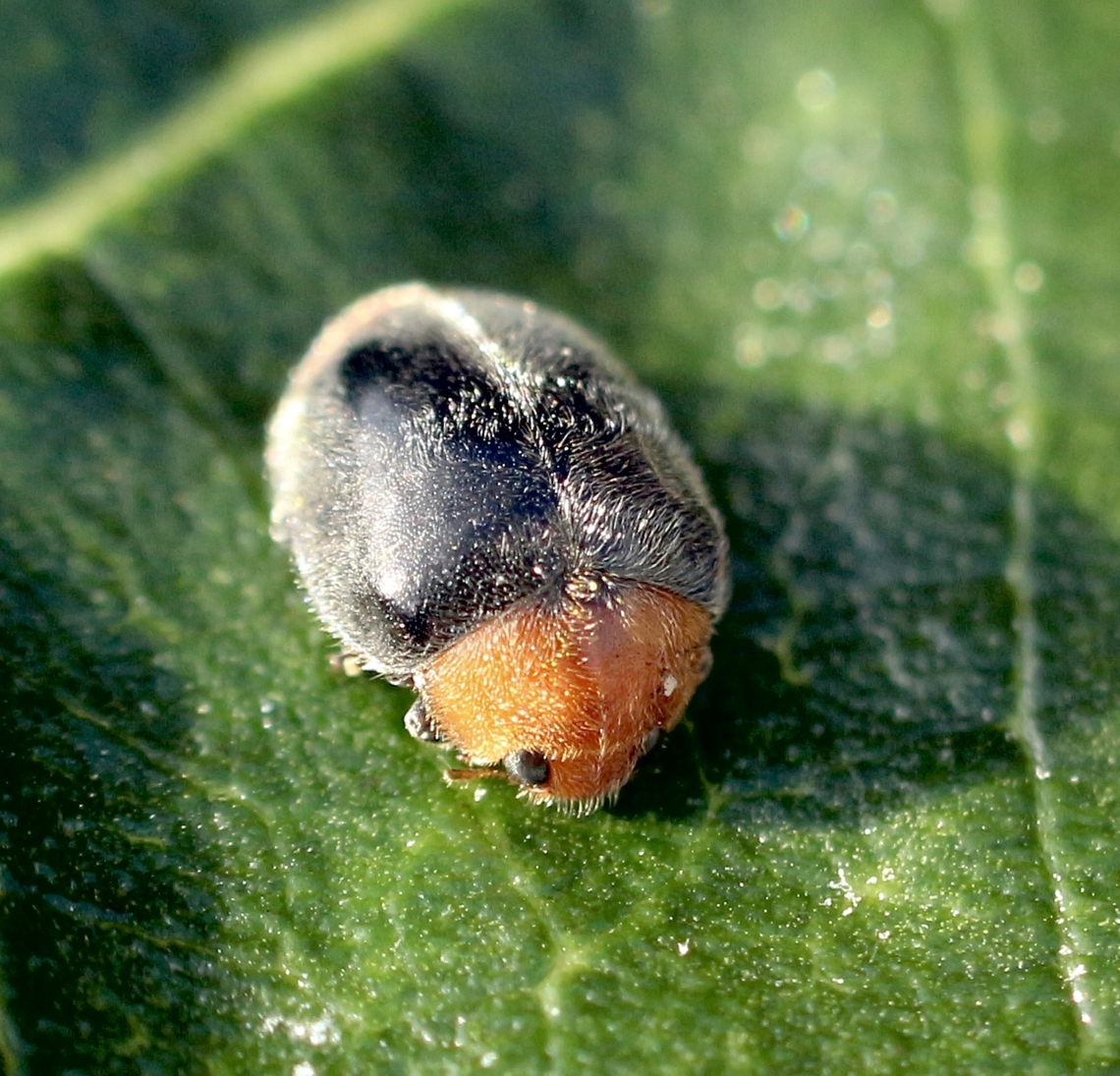 Mealybug Ladybird - Cryptolaemus montrouzieri Found on a Norfolk Island pine tree in a public park. Australia,Cryptolaemus montrouzieri,Eamw beetles,Eamw ladybird beetles,Geotagged,Mealybug Ladybird,Winter