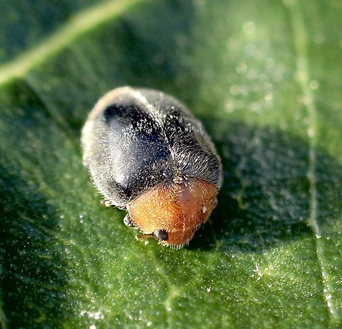 Mealybug Ladybird - Cryptolaemus montrouzieri Found on a Norfolk Island pine tree in a public park. Australia,Cryptolaemus montrouzieri,Eamw beetles,Eamw ladybird beetles,Geotagged,Mealybug Ladybird,Winter