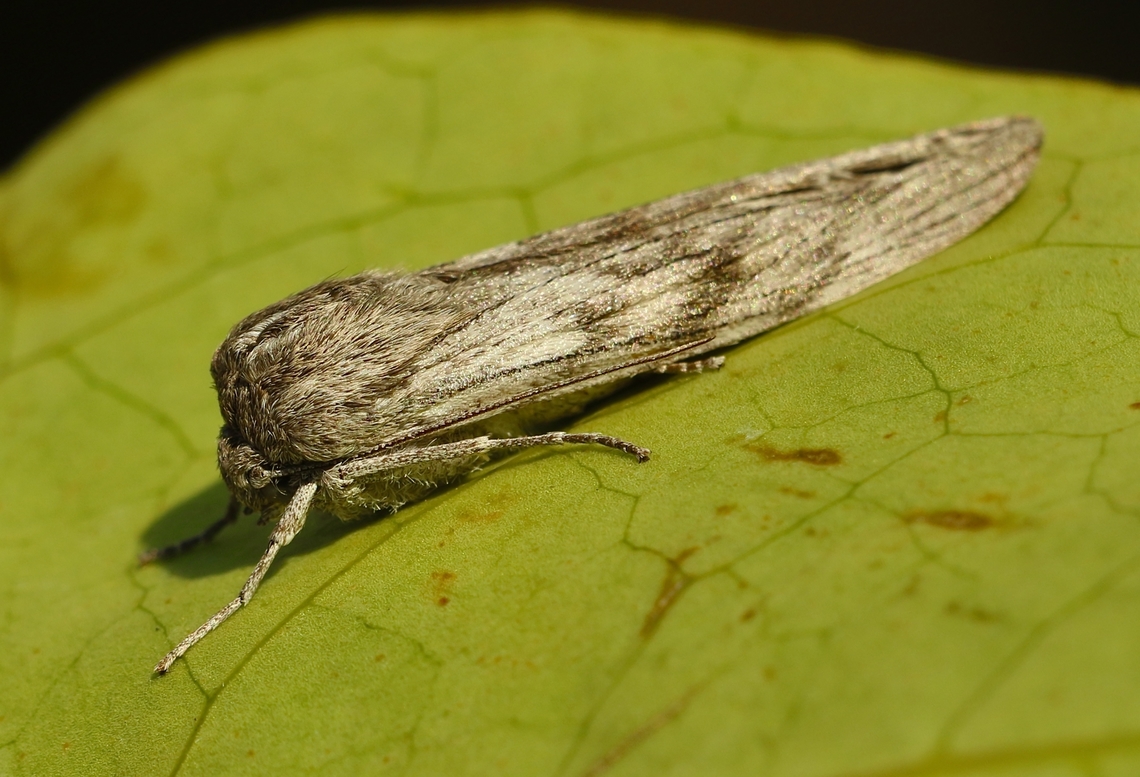 White -winged wedge-moth - Capusa cuculloides  Australia,Capusa cuculloides,Capusa ew,Eamw moth,Geotagged,Winter