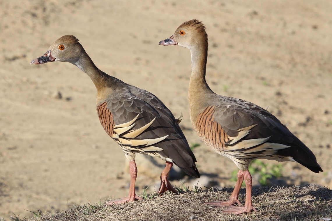 Plumed Whistling Duck - Dendrocygna eytoni  Australia,Dendrocygna eytoni,Geotagged,Plumed Whistling Duck,Spring,eamw birds