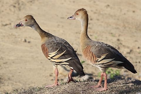 Plumed Whistling Duck - Dendrocygna eytoni Australia,Dendrocygna eytoni,Geotagged,Plumed Whistling Duck,Spring,eamw birds
