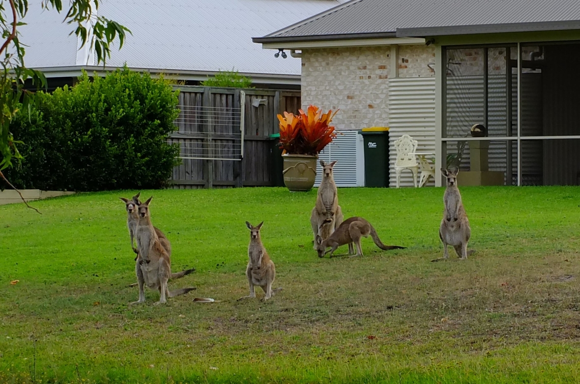 Eastern grey kangaroo- Macropus giganteus In Sommer when grass in the natural habitat is dried out and the grass in domestic gardens is luscious and green, kangaroos will invade suburbs to feast on the grass in domestic gardens Australia,Eastern grey kangaroo,Geotagged,Macropus giganteus,Summer,eamw marsupials