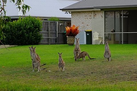 Eastern grey kangaroo- Macropus giganteus In Sommer when grass in the natural habitat is dried out and the grass in domestic gardens is luscious and green, kangaroos will invade suburbs to feast on the grass in domestic gardens Australia,Eastern grey kangaroo,Geotagged,Macropus giganteus,Summer,eamw marsupials