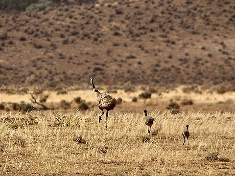 Emu - Dromaius novaehollandiae Daddy emu taking his chicks to a safer area.  Australia,Dromaius novaehollandiae,Emu,Geotagged,Spring,eamw birds