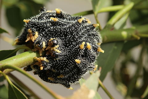 Steel-blue Sawfly - Perga dorsalis  Australia,Eamw sawflies,Geotagged,Perga dorsalis,Steel-blue Sawfly,Winter