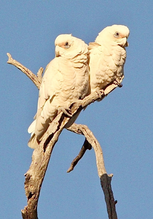 Little corella - Cacatua sanguinea Enjoying the first morning sun. Australia,Cacatua sanguinea,Eamw birds,Geotagged,Little corella,Spring