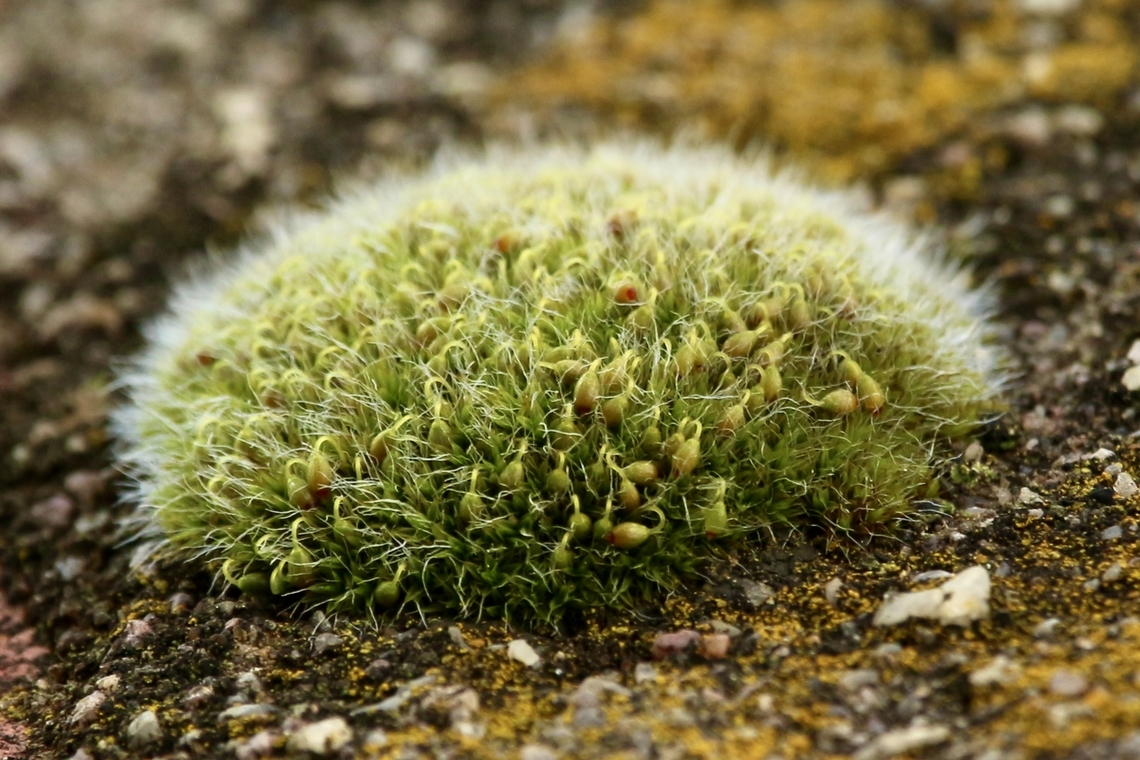 Grey-cushioned grimmia - Grimmia pulvinata Growing on top of a brick wall. Australia,Eamw flora,Geotagged,Grimmia pulvinata,Winter