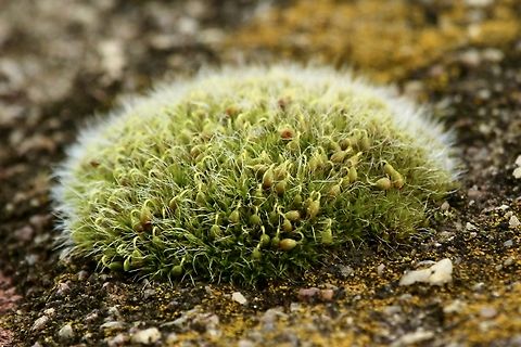 Grey-cushioned grimmia - Grimmia pulvinata Growing on top of a brick wall. Australia,Eamw flora,Geotagged,Grimmia pulvinata,Winter