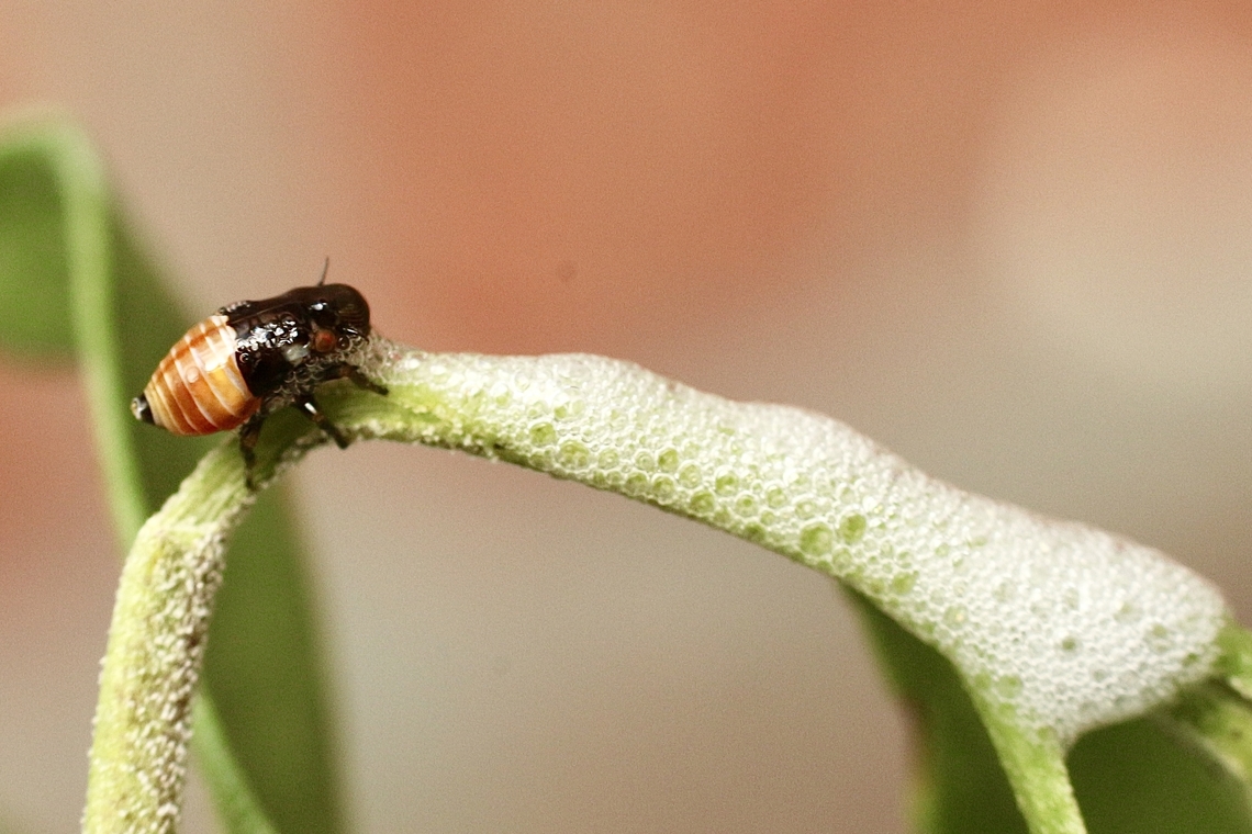 Spittle bug - Subfamily Aphrophorinae A nymph approx.2 mm Australia,Eamw spittle bugs,Geotagged,Winter