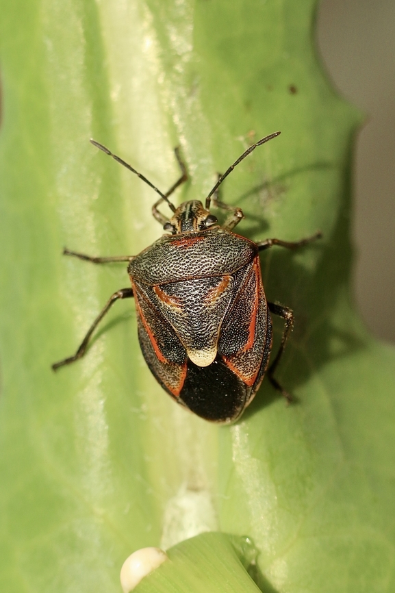 Varigated Coffeebug - Anaxilaus oliva Found on saltbush plant Anaxilaus oliva,Australia,Eamw shield bugs,Geotagged,Winter