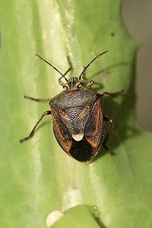 Varigated Coffeebug - Anaxilaus oliva Found on saltbush plant Anaxilaus oliva,Australia,Eamw shield bugs,Geotagged,Winter