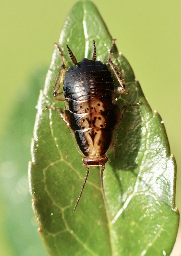 Cockroach in genus - Celatoblatta  Australia,Eamw cockroaches,Geotagged