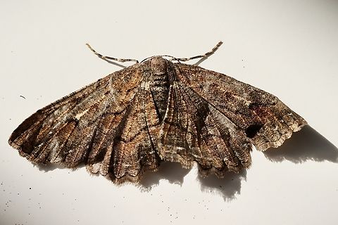 Engrailed Moth - genus Ectropis  Australia,Eamw moth,Ectropis ew,Geotagged,Winter