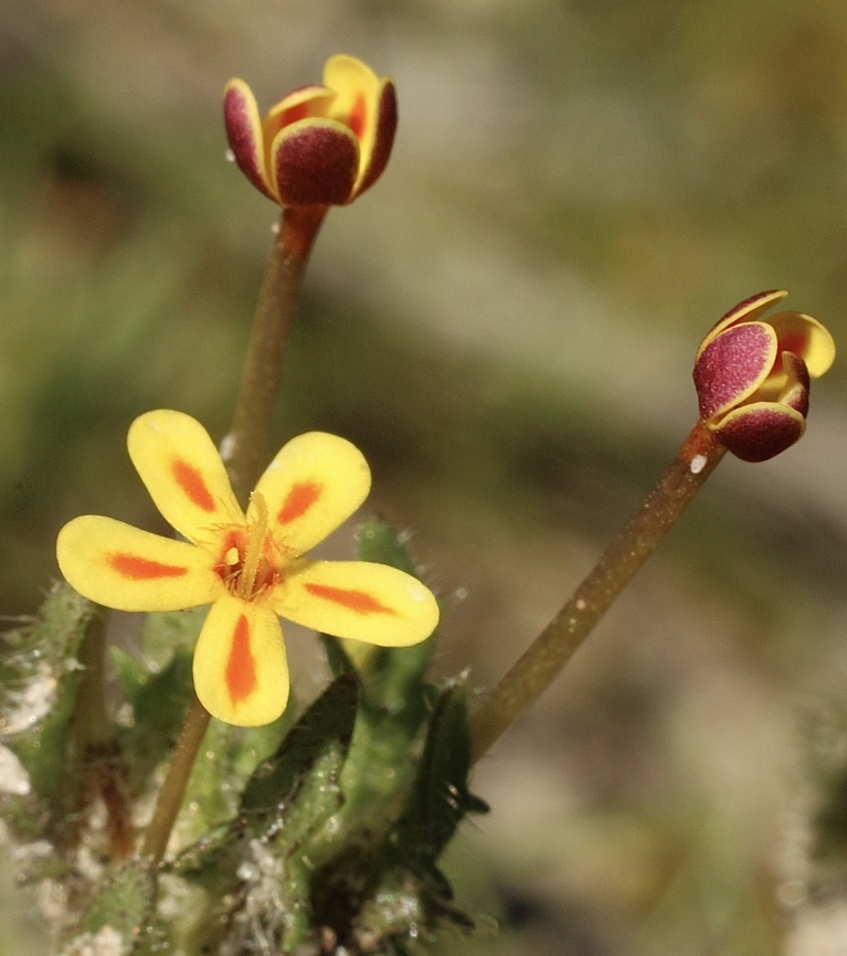 Drumstick flower - Zaluzianskya divaricata  Australia,Eamw flora,Geotagged,Winter,Zaluzianskya divaricata