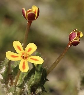 Drumstick flower - Zaluzianskya divaricata  Australia,Eamw flora,Geotagged,Winter,Zaluzianskya divaricata