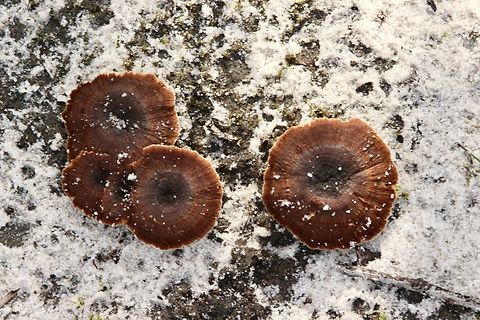 Fungi in Genus - Coltricia Growing in very sandy coastal heathland . Australia,Eamw fungi,Geotagged,Winter