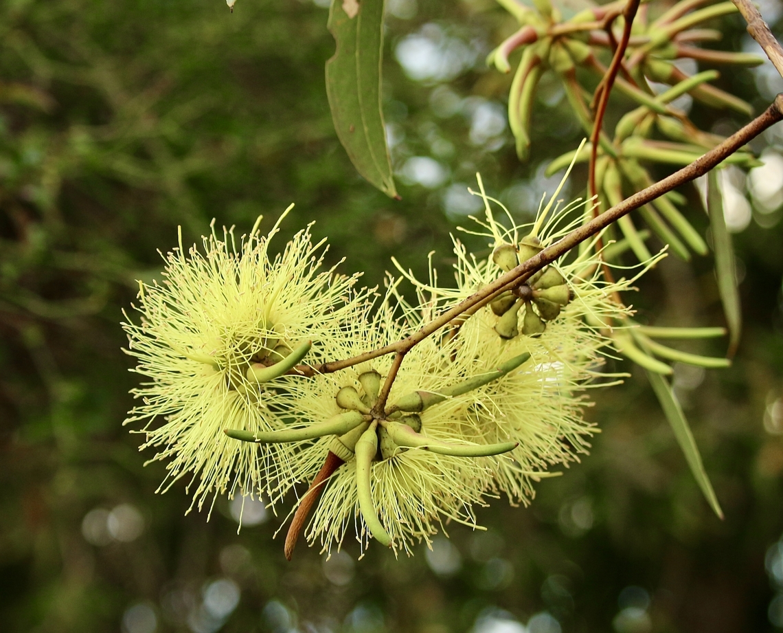 Yate - Eucalyptus cornuta It&rsquo;s natural distribution is south west Western Australia. Australia,Eamw eucalyptus,Eamw flora,Eucalyptus cornuta,Geotagged,Winter,Yate
