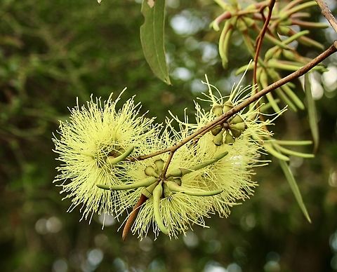 Yate - Eucalyptus cornuta It’s natural distribution is south west Western Australia. Australia,Eamw eucalyptus,Eamw flora,Eucalyptus cornuta,Geotagged,Winter,Yate