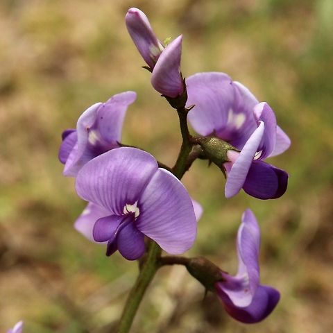 Coast Swanson -pea , Swainsona lessertiifolia  Australia,Coast Swainson-pea,Eamw flora,Eamw native pea,Geotagged,Swainsona lessertiifolia,Winter