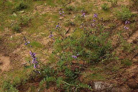 Coast Swanson-pea , Swainsona lessertiifolia  Australia,Coast Swainson-pea,Eamw flora,Geotagged,Swainsona lessertiifolia,Winter