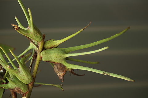 Gall structures of - Apiomorpha munita Identification assistance by INaturalist  Apiomorpha munita,Australia,Eamw galls,Geotagged,Winter