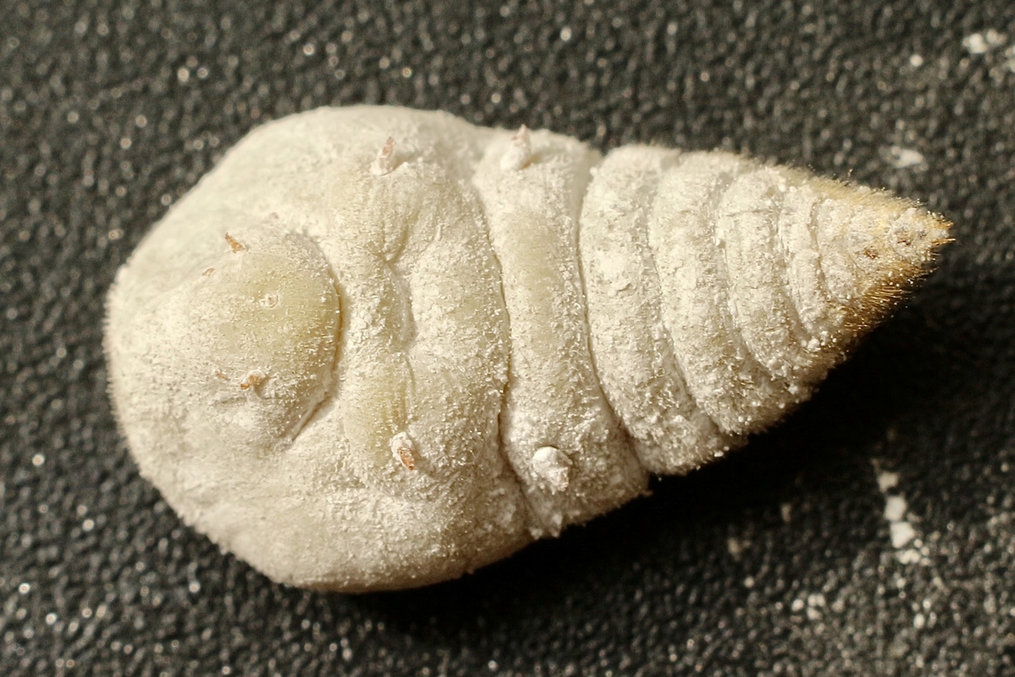 Adult female found inside gall of Apiomorpha munita Larvae approx 12 mm long //Corection: That is apearantly not a larvae but an adult female. <br />
Identification assistance by INaturalist.<br />
<br />
Apiomorpha is a genus of scale insect that induces galls on species of Eucalyptus. Galls are initiated by first-instar nymphs (crawlers) on new plant growth and, when mature, the galls exhibit marked sexual dimorphism. Those induced by females are among the largest and most spectacular of arthropod-induced galls whereas those of males are small and most are tubular.[1] Apiomorpha is known only from Australia and New Guinea although its host, Eucalyptus, has a wider distribution into Indonesia as well.<br />
<br />
Apiomorpha is currently classified in the Eriococcidae,[2] but this family is not monophyletic.[3]<br />
<br />
Morphology[edit]<br />
<br />
Adult female of Apiomorpha alongside a winged adult male on a pin<br />
Like other scale insects, Apiomorpha is highly sexually dimorphic.[1] Adult females are wingless, have very small (or no) eyes, and their legs are short and stubby. A female remains within the gall she initiated when a crawler, mating through the small apical opening of her gall. She reproduces inside the gall and her tiny offspring (&le; 0.4 mm) escape through the same small opening. Adult females of Apiomorpha can range in length from 2 mm to 45 mm, depending on species, and can live up to five years as adults.[4] In contrast, adult males of Apiomorpha are small (about 1 mm in length) and winged. Like males of other eriococcids, they do not have a mouth and, instead, have an extra pair of eyes on the underside of their head (i.e., they have four eyes, two on top and two underneath). Males leave their galls as adults and search for females. They are weak fliers and typically walk on their host plant looking for females before taking to the air. After leaving their gall, adult males only live about one day.[4]<br />
<a href="https://en.wikipedia.org/wiki/Apiomorpha" rel="nofollow">https://en.wikipedia.org/wiki/Apiomorpha</a> Apiomorpha munita,Australia,Eamw galls,Geotagged,Winter