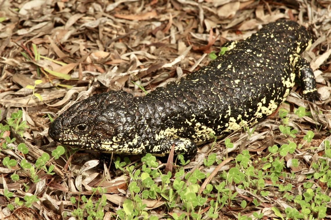 Bobtail Skink - Tiliqua rugosa Australian spring is almost there and the Bobtail lizards get up and about the moment there is a increase in temperatures. Australia,Bobtail Skink,Eamw reptiles,Geotagged,Tiliqua rugosa,Winter