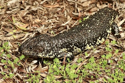 Bobtail Skink - Tiliqua rugosa Australian spring is almost there and the Bobtail lizards get up and about the moment there is a increase in temperatures. Australia,Bobtail Skink,Eamw reptiles,Geotagged,Tiliqua rugosa,Winter