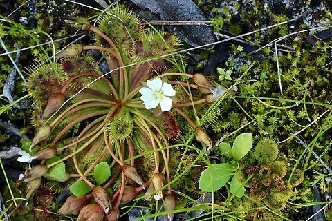 Whittaker’s Sundew - Drosera whittakeri Growing amongst mosses. Australia,Drosera whittakeri,Eamw flora,Eamw sundews,Geotagged,Whittaker's Sundew,Winter