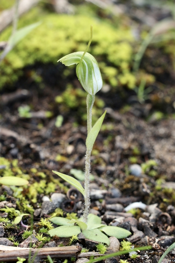 Dwarf snail orchid -Pterostylis nana Only about 12 cm high. Dwarf snail orchid,Eamw flora,Eamw orchids,Newland head conservation park SA,Orchids August,Pterostylis nana,Winter