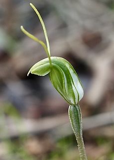 Dwarf snail orchid - Pterostylis nana  Dwarf snail orchid,Eamw flora,Eamw orchids,Geotagged,Newland head conservation park SA,Orchids August,Pterostylis nana,Winter