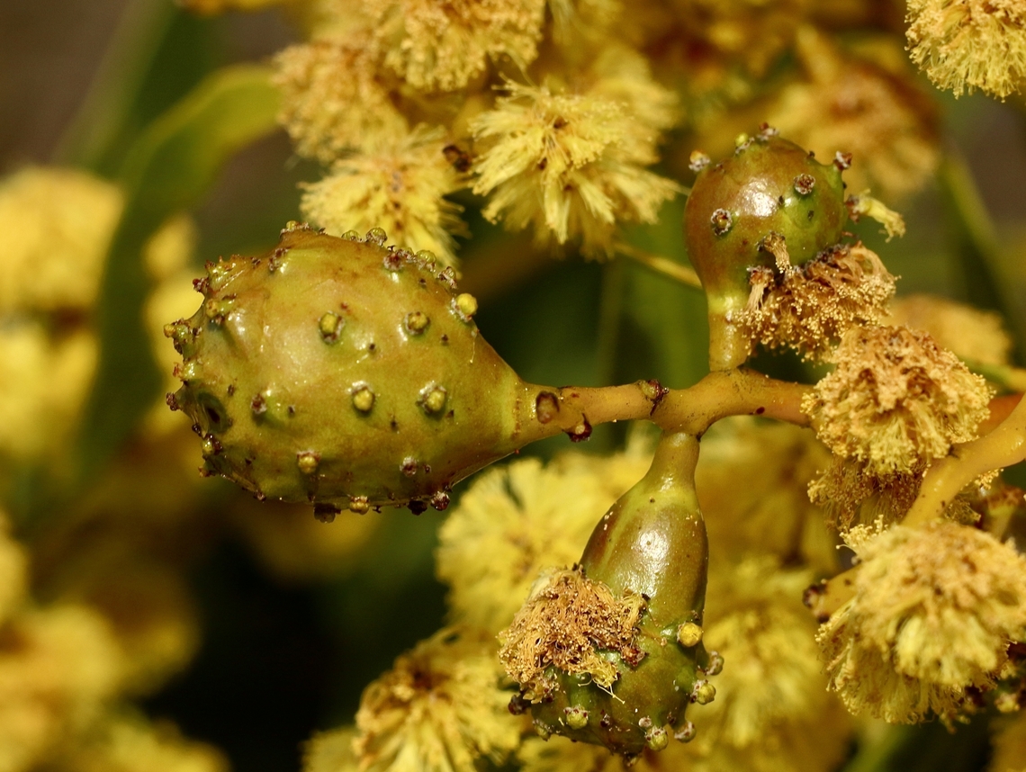 Golden wattle bud-galling wasp , Trichilogaster signiventris  Australia,Eamw flora,Geotagged,Golden wattle bud-galling wasp,Trichilogaster signiventris,Winter