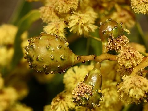 Golden wattle bud-galling wasp , Trichilogaster signiventris  Australia,Eamw flora,Geotagged,Golden wattle bud-galling wasp,Trichilogaster signiventris,Winter