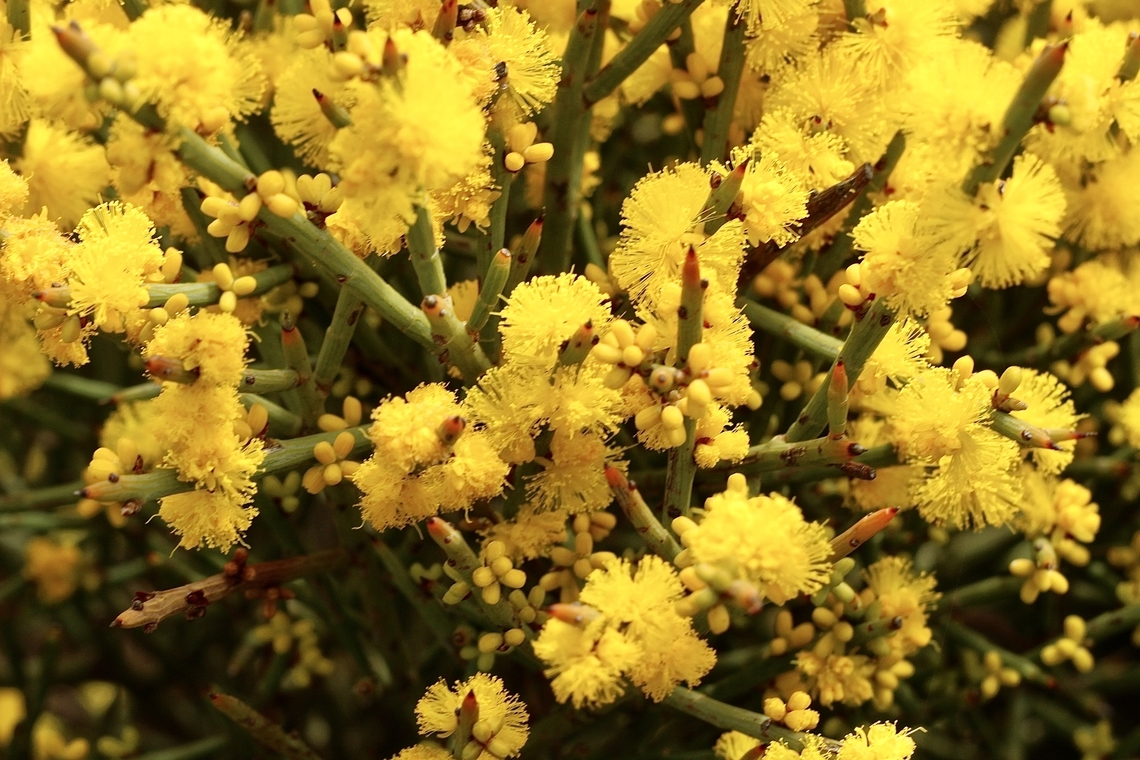 Spiny wattle - Acacia spinescens  Acacia spinescens,Australia,Eamw flora,Geotagged,Spiny wattle,Winter
