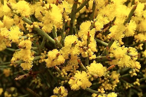 Spiny wattle - Acacia spinescens Acacia spinescens,Australia,Eamw flora,Geotagged,Spiny wattle,Winter